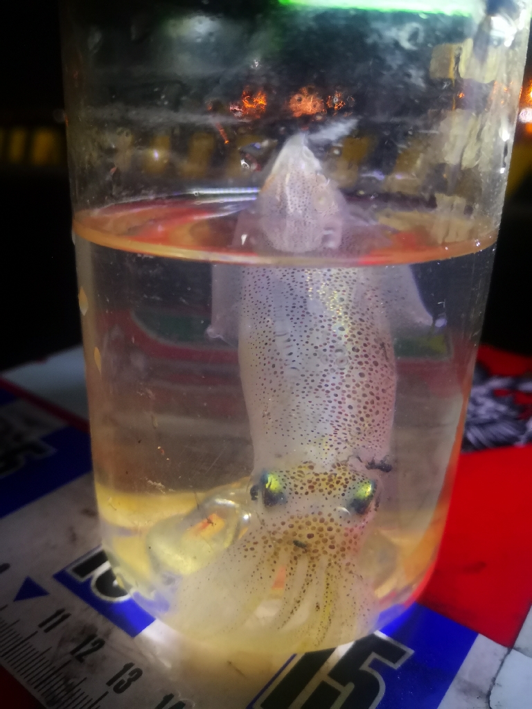 アジング練習370  烏賊と魚探し