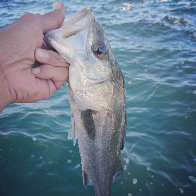 真冬のシーバスゲーム