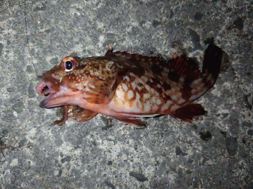 ウキ釣り、ちょい投げ、時々メバリング