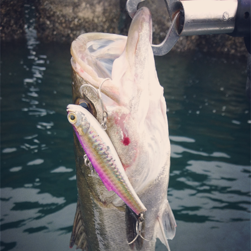 シーバスゲーム