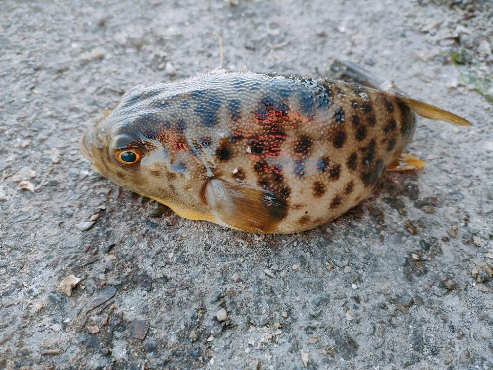 須磨千守突堤にてドラグなりまくり！