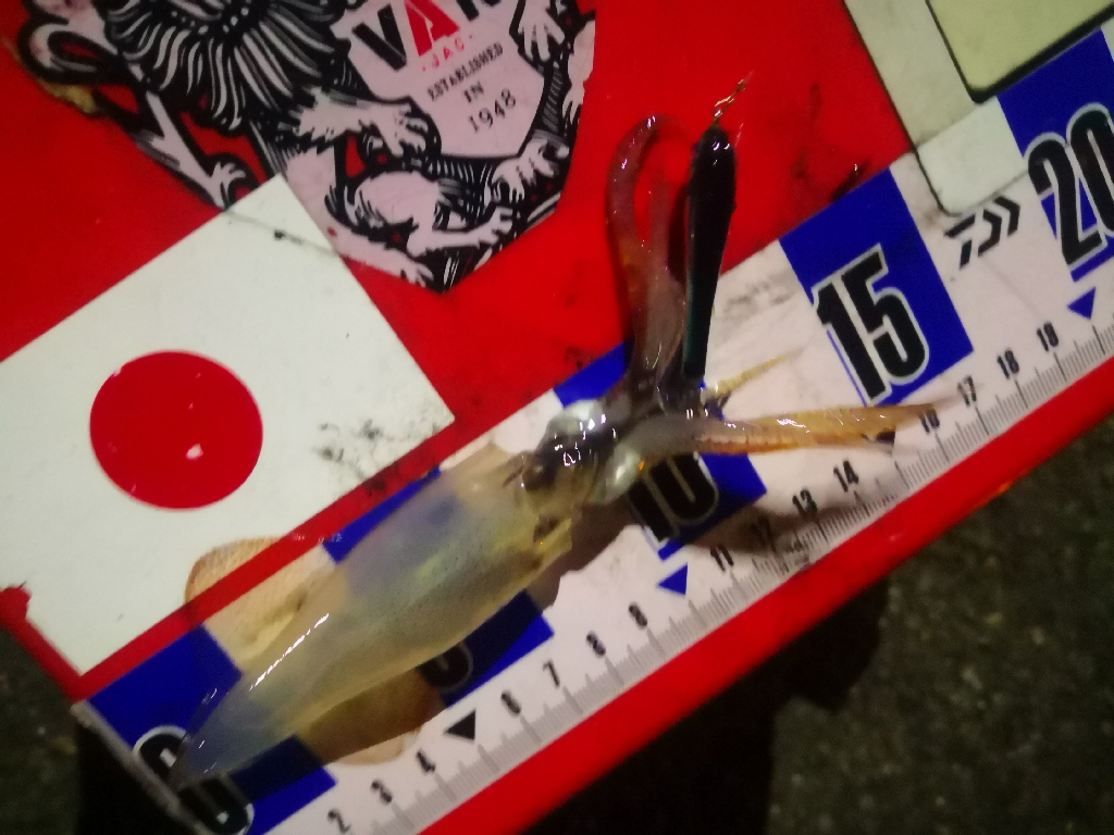 アジング練習369 ライトエギング