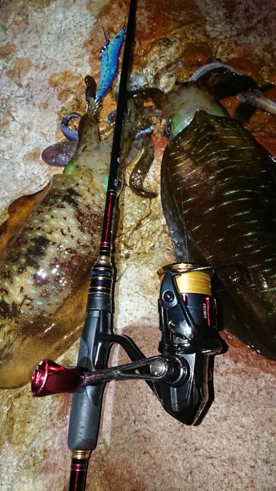 対馬エギング釣果⑦