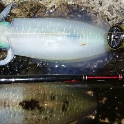 対馬エギング釣果⑥