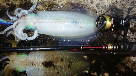 対馬エギング釣果⑥