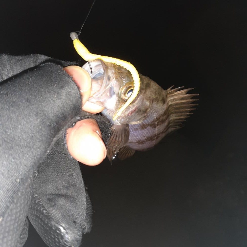 メバリング本日ハードモード