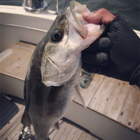 ボートシーバスゲーム