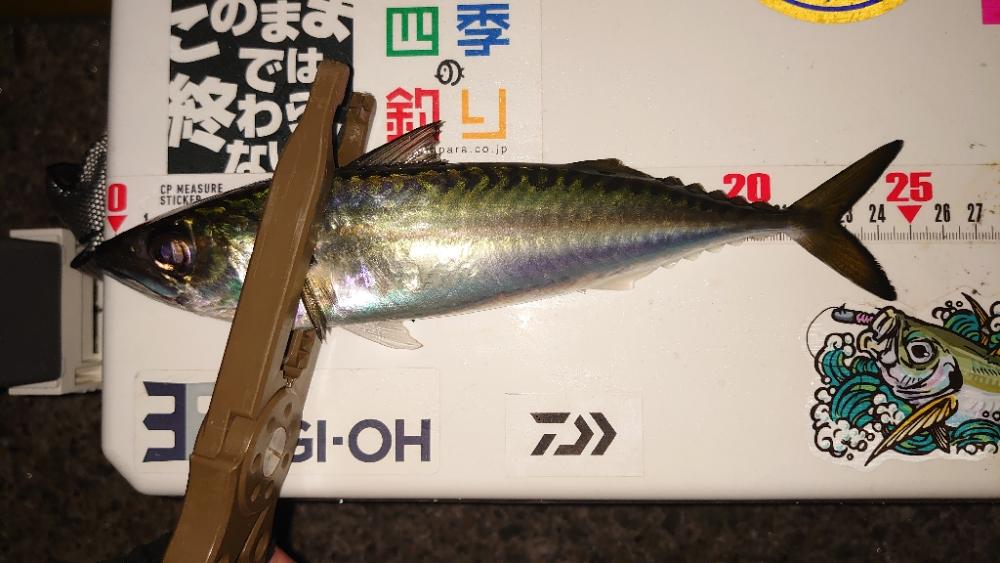 仕事終わり釣行