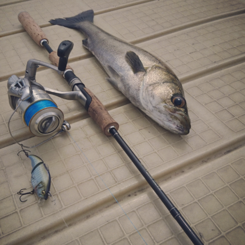 極寒シーバスゲーム