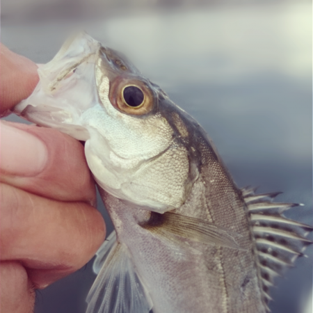 朝のシーバスゲーム