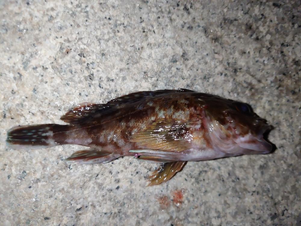 サーフでのウキ釣りとメバリング