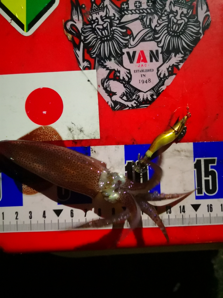 アジング練習368 烏賊まだ居てるよ