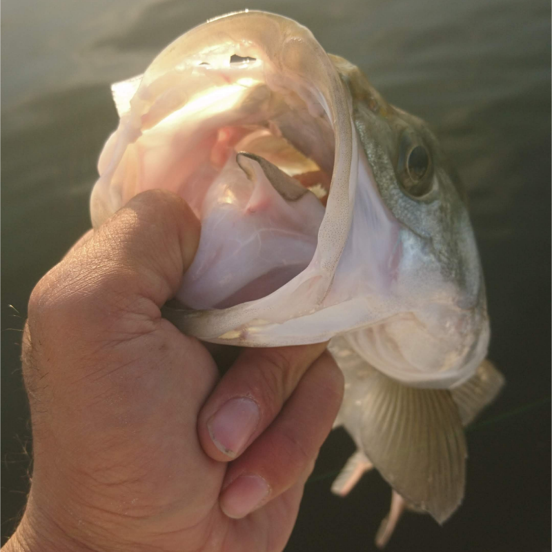 モーニングシーバスゲーム