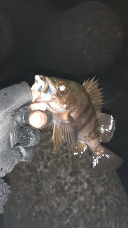 風がやんだのでメバリング