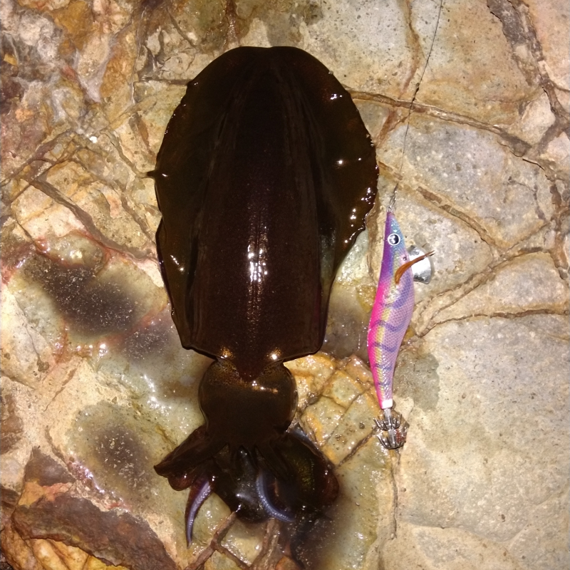 スローエギング