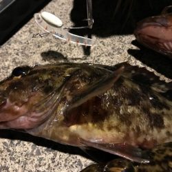 メバルのごきげんうかがい