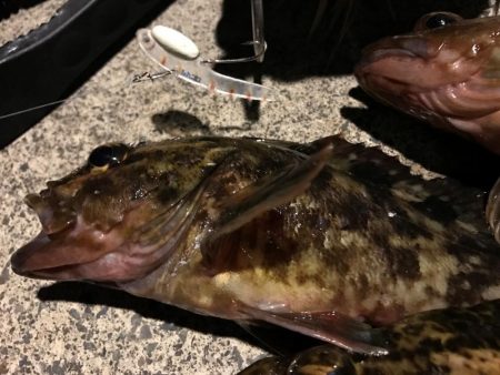 メバルのごきげんうかがい