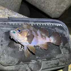 初釣りはメバリング