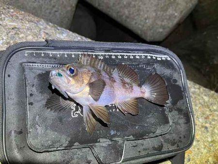 初釣りはメバリング