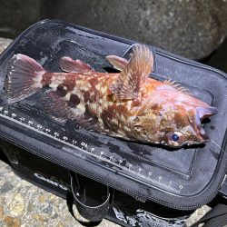 メバル釣れません！