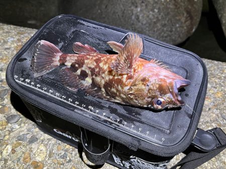 メバル釣れません！