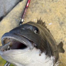 真冬のヘチ釣り