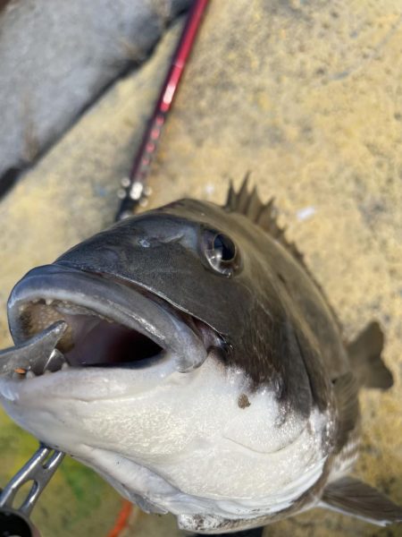 真冬のヘチ釣り