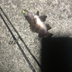 アナゴ狙いつつメバリング