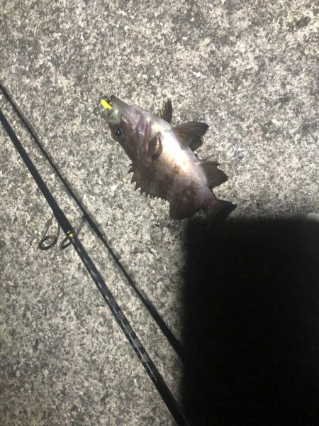 アナゴ狙いつつメバリング