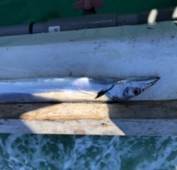 泉州丸さんでタチウオ