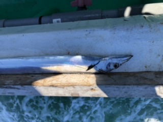 泉州丸さんでタチウオ