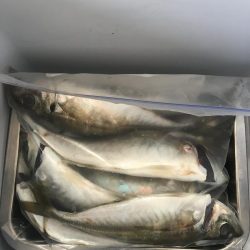 朝マズメのフロートアジング