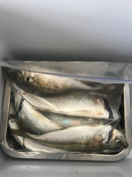 朝マズメのフロートアジング