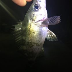 たかたかの釣日記