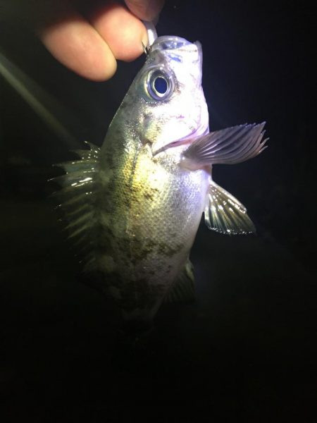 たかたかの釣日記