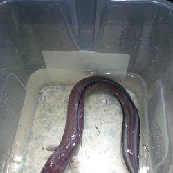 青物を狙いに・・・