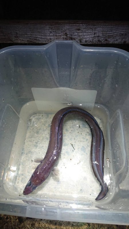 青物を狙いに・・・