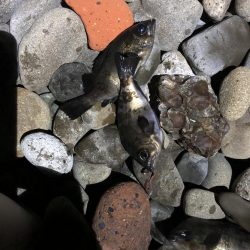 安定した良型メバル