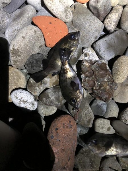 安定した良型メバル