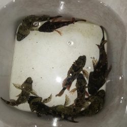 カブラでガシラ入れ食い