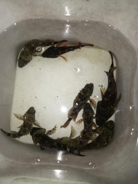 カブラでガシラ入れ食い