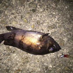 バイク釣行は修行です