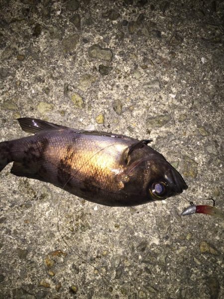 バイク釣行は修行です