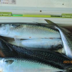 サバ　入食いクーラー2個満タン(^_-)-☆