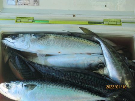 サバ　入食いクーラー2個満タン(^_-)-☆