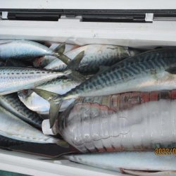 寒サバ　良型サバ多くク－ラ－満杯