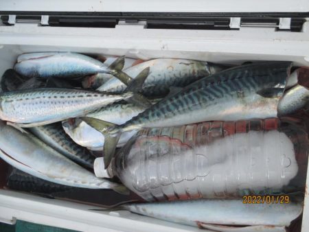 寒サバ　良型サバ多くク－ラ－満杯