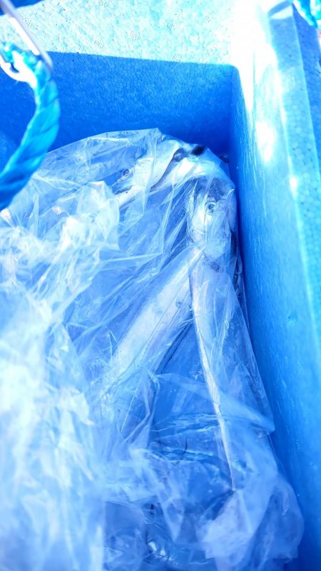 年明け初釣りでボウズ逃れ