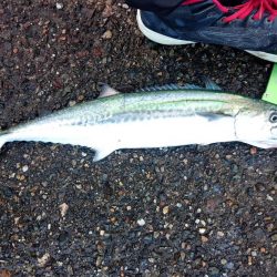 昨日からサゴシ釣れてます