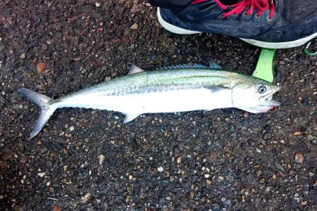 昨日からサゴシ釣れてます